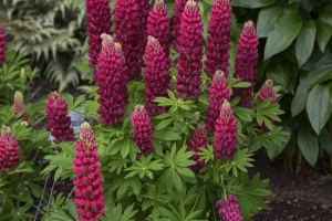 Lupin 'Mini Red' 